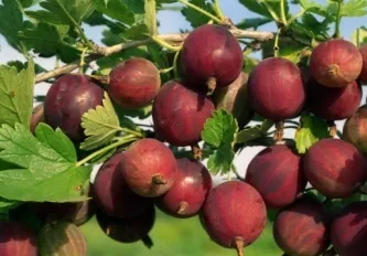 Прекрасна градина - отглеждане на цариградско грозде френско грозде, къпина пергола