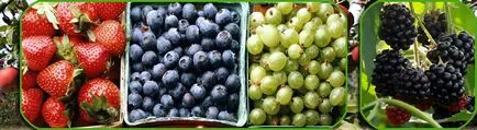 Прекрасна градина - отглеждане на цариградско грозде френско грозде, къпина пергола
