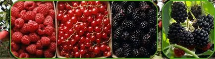 grădină minunată - agrișe creștere coacăz roșu, leasă BlackBerry