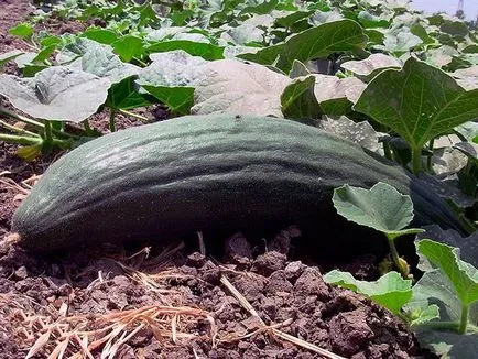 Melon szerpentin leírása és különösen örmény uborka