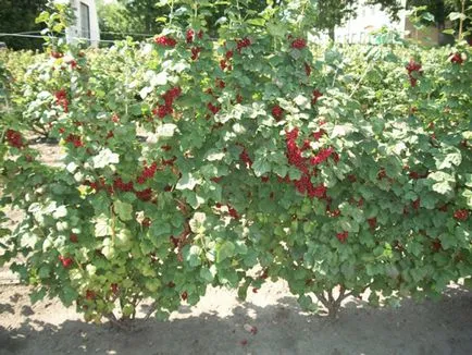 grădină minunată - agrișe creștere coacăz roșu, leasă BlackBerry