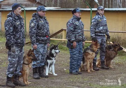 Обучение доберман, дресура център 