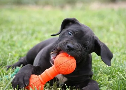 Formarea și educarea cane corso când și ce poți învăța