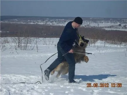 Képzés és Sport, Nyizsnyij Novgorod portál kutya események