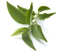 Extractul din frunze de ceai verde (extract de frunze de Camellia sinensis) în produsele cosmetice