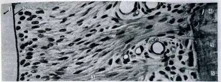 smalțul dintelui - sisteme ale corpului (histologia)