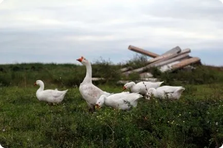 Ekaterinovka, Pestrechinsky District