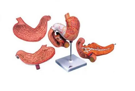 Erythemás gastritis és módszerek normalizálása gyomor