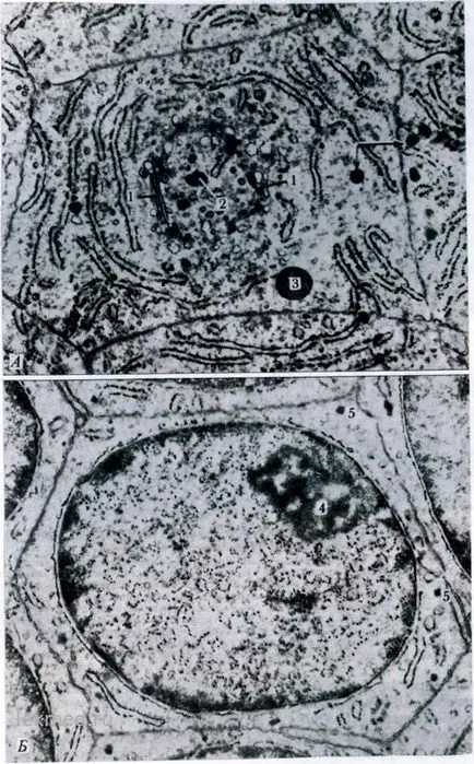 smalțul dintelui - sisteme ale corpului (histologia)