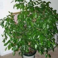 Ficus elastica rugalmas ellátás, virágos-blog