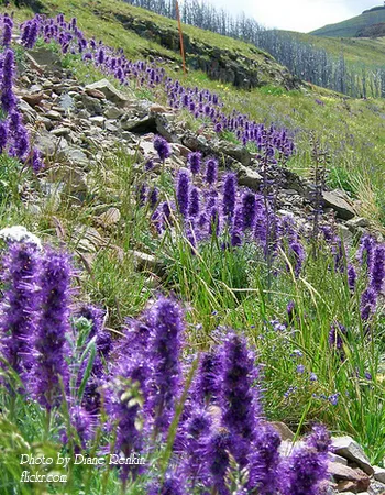 Phacelia tanacetifolia Phacelia tanacetipholia