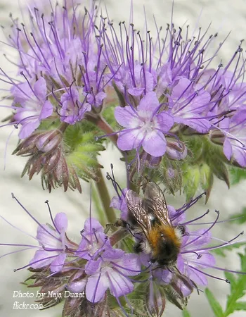 Phacelia Tanacetifolia Phacelia tanacetifolia