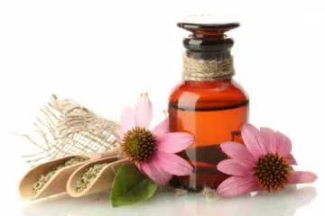 Echinacea purpurea fotografie, proprietăți medicinale și contraindicațiilor comentarii