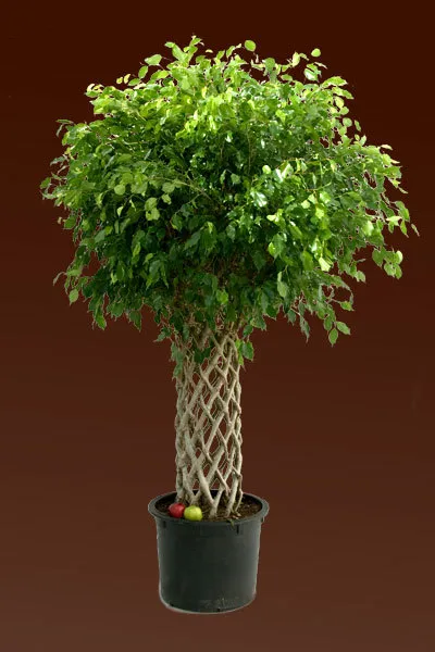 Ficus benjamina képező koronák, Ficus Benjamin