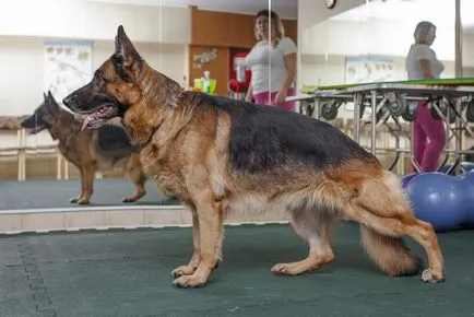 Fitness kutyák, egy edzőtermet edző Szocsiban