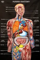 Фитотерапия простатит, в допълнение към официалната медицина билки и методи за тяхното получаване