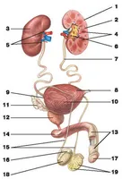 Fitoterapie prostatita, în plus față de ierburi medicina oficiale și metodele de preparare a acestora