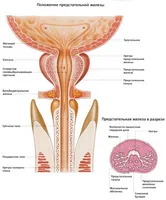 Fitoterápia prostatitis mellett hivatalos orvoslás gyógynövények és az előállításukra szolgáló módszerek