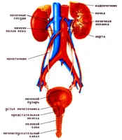 Fitoterápia prostatitis mellett hivatalos orvoslás gyógynövények és az előállításukra szolgáló módszerek