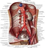 Fitoterapie prostatita, în plus față de ierburi medicina oficiale și metodele de preparare a acestora