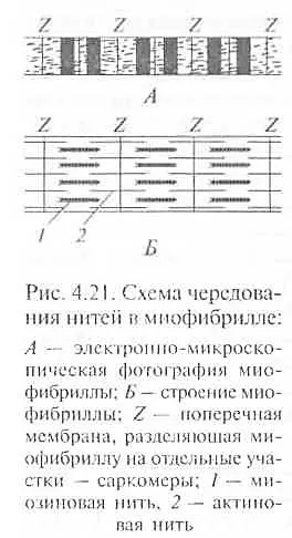 Fiziologia mușchilor și a nervilor