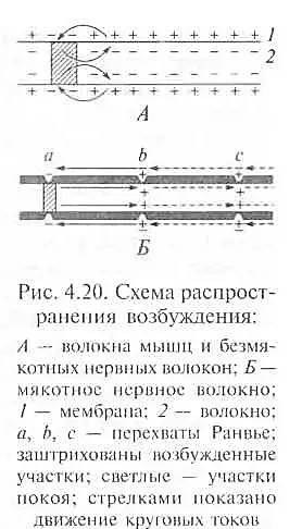 Физиология на мускулите и нервите