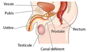 Fitoterápia prostatitis mellett hivatalos orvoslás gyógynövények és az előállításukra szolgáló módszerek