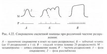 Физиология на мускулите и нервите