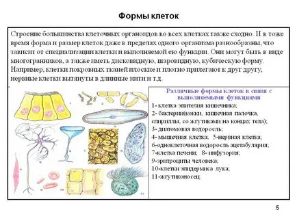 forma de celule