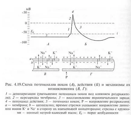 Физиология на мускулите и нервите