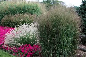 Декоративни треви за цветни снимки на градината, подробни описания и имена на зърнени култури