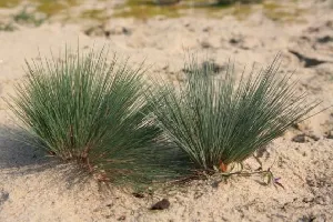 ierburi ornamentale pentru fotografii colorat grădină, descrieri detaliate și denumirile de cereale