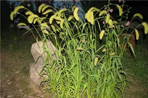Декоративни треви за цветни снимки на градината, подробни описания и имена на зърнени култури