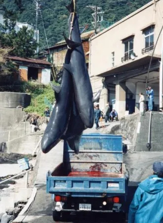 Делфини клане в tayiji (Япония)