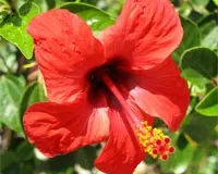 Hibiscus vagy kínai rózsa