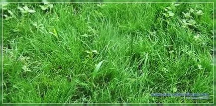 Хербициди за косене на трева - как да се прилагат правилно, ръцете - Как да се възползват максимално