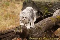 Начало, детска стая Курилските Bobtail златната среда