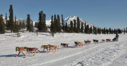 Sania Dog Race Iditarod în Alaska, știri fotografie