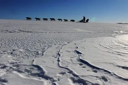 Sania Dog Race Iditarod în Alaska, știri fotografie