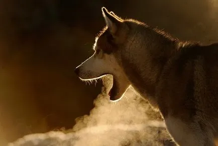 Sania Dog Race Iditarod în Alaska, știri fotografie