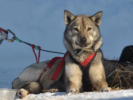 Sania Dog Race Iditarod în Alaska, știri fotografie