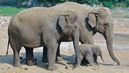 Indian sau din Asia elefant - fotografii, descriere, habitat