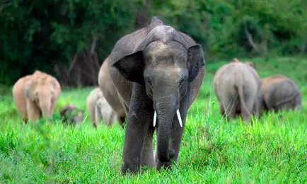 Indian sau din Asia elefant - fotografii, descriere, habitat