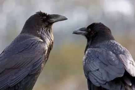 Интересни факти за езика на птиците