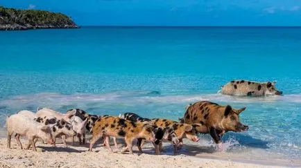 Și porci este o viață paradis - plutitoare Bahamas porc - fapte de mare