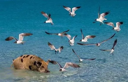 Și porci este o viață paradis - plutitoare Bahamas porc - fapte de mare