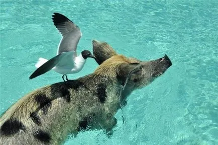 Și porci este o viață paradis - plutitoare Bahamas porc - fapte de mare