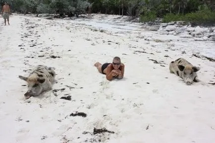 Și porci este o viață paradis - plutitoare Bahamas porc - fapte de mare