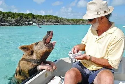 Și porci este o viață paradis - plutitoare Bahamas porc - fapte de mare