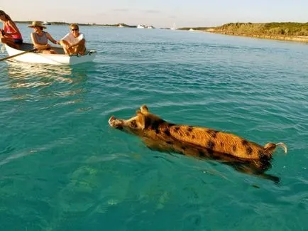 Și porci este o viață paradis - plutitoare Bahamas porc - fapte de mare